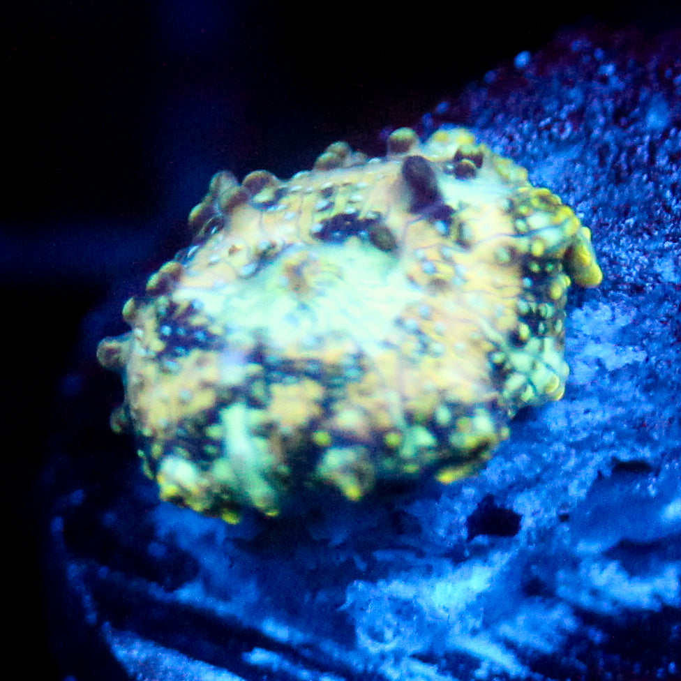 JC Mint Cheetah Discosoma