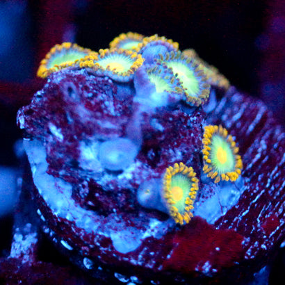 JC Saturn Zoanthid