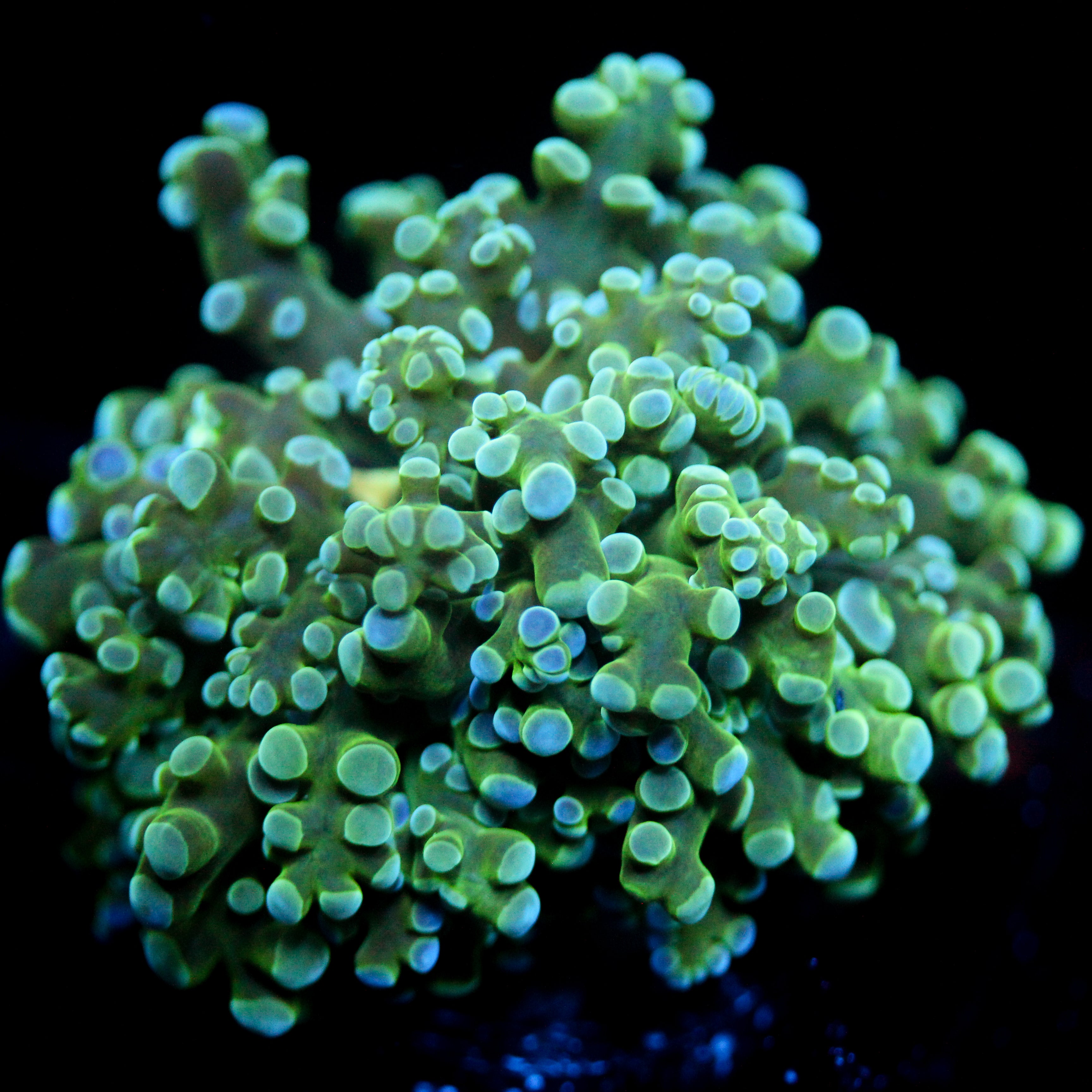 JC Thrum Octo (1/1)