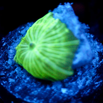 JC Watermelon Rind Discosoma