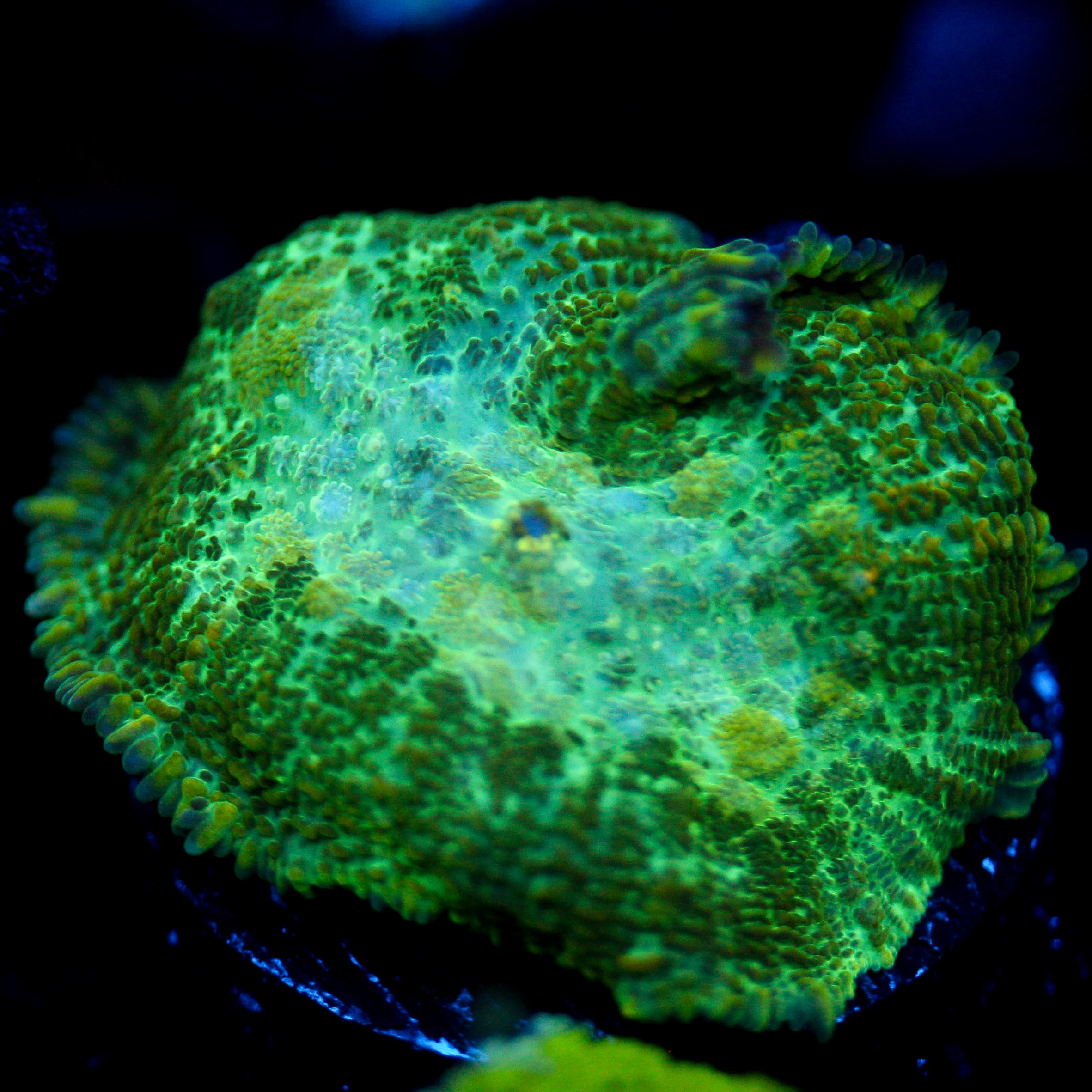 JC Lush Biome Rhodactis