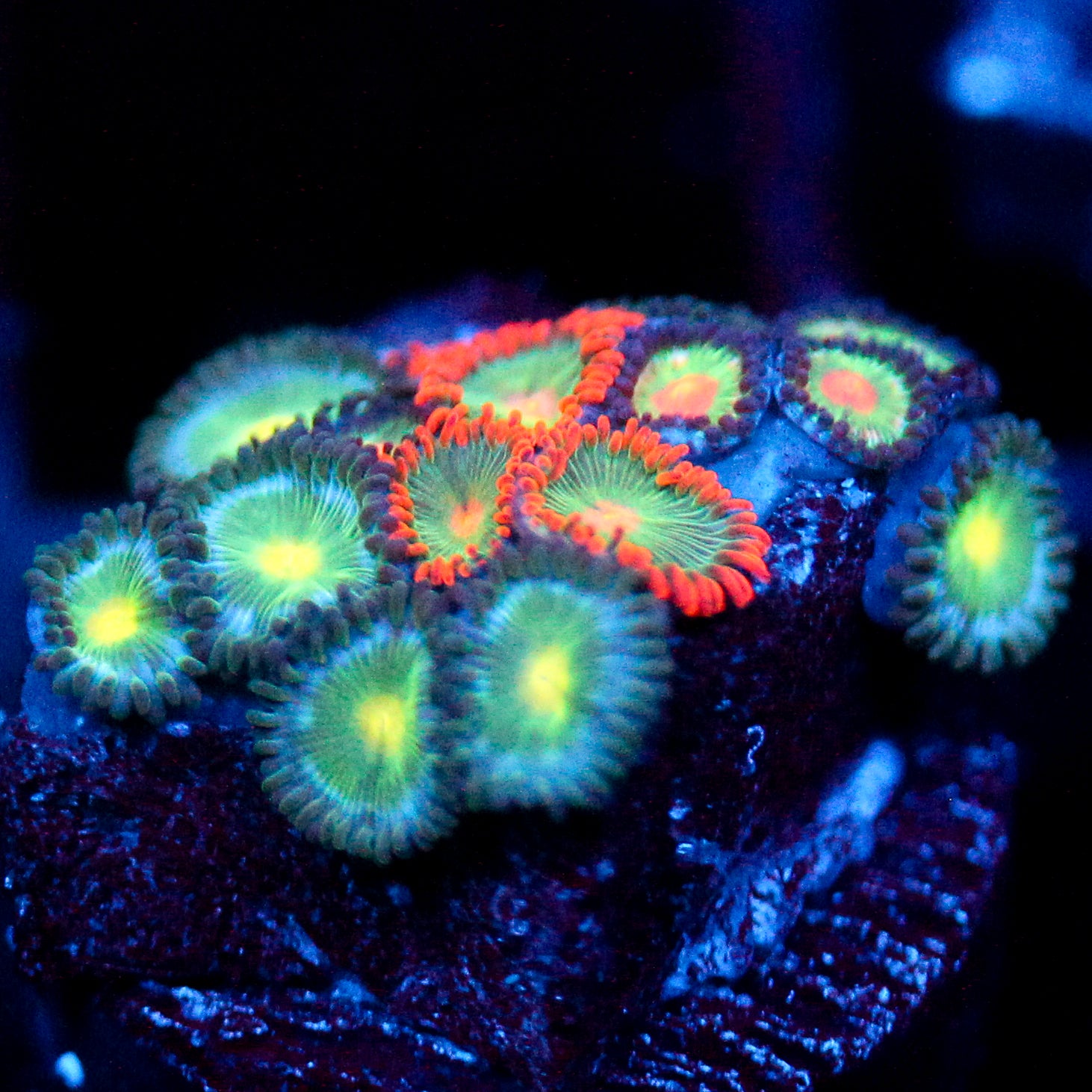 JC Birthstone Zoanthid Mix