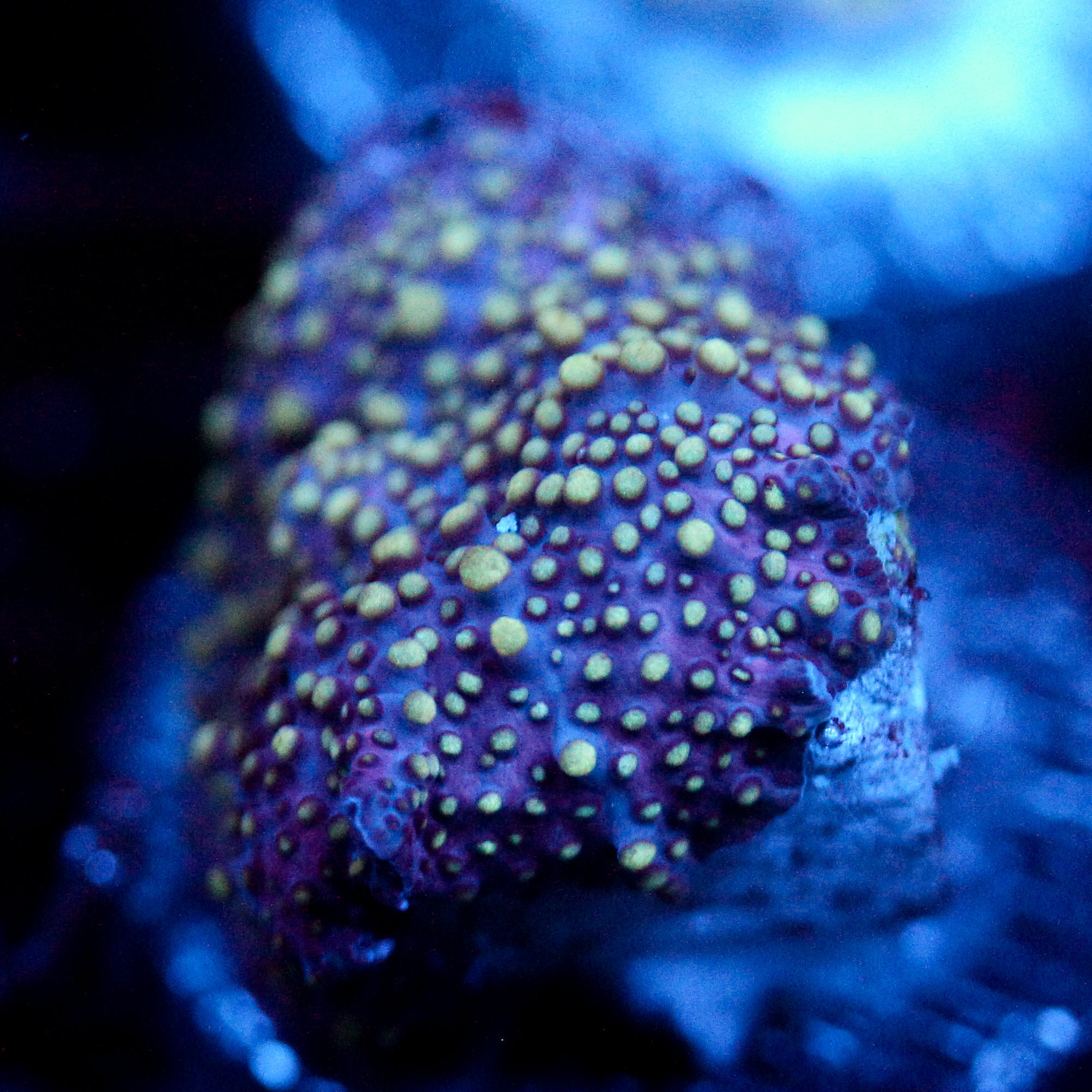 JC Lava Lamp Discosoma