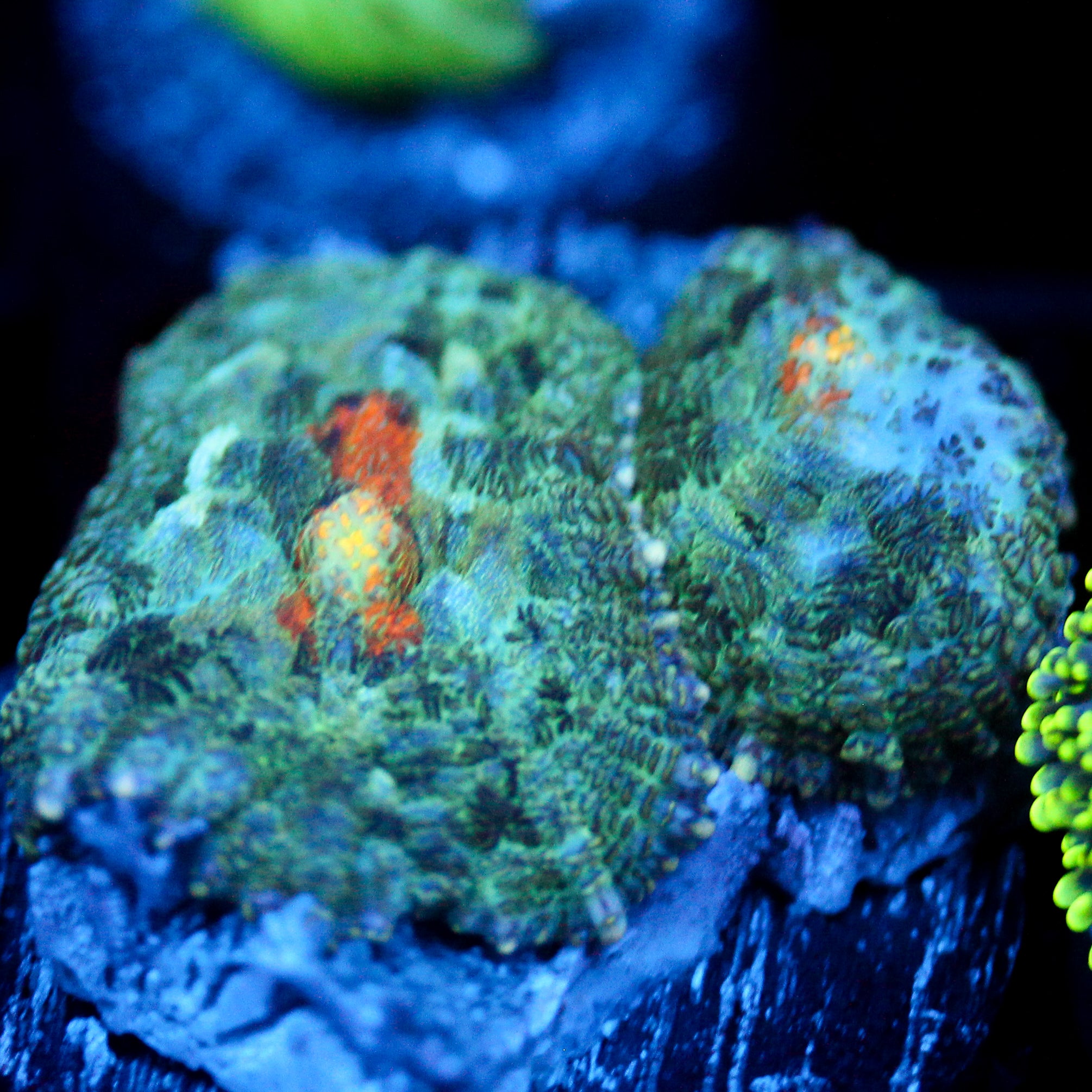 JC Gold Gobbler Rhodactis