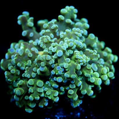 JC Thrum Octo (1/1)