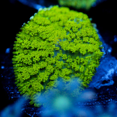 JC Neon Green Rhodactis