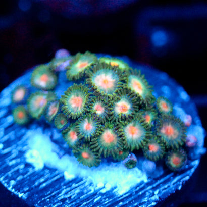 JC Green Freak Zoanthid