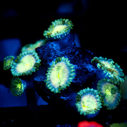 JC Hawaiian Ding Dang Zoanthid