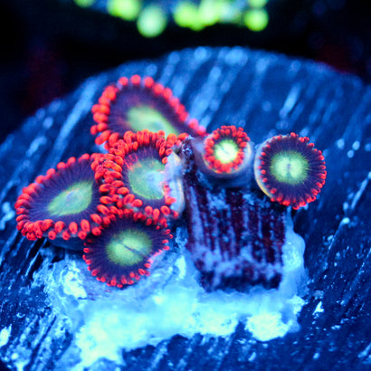 JC Nom Nom Zoanthid