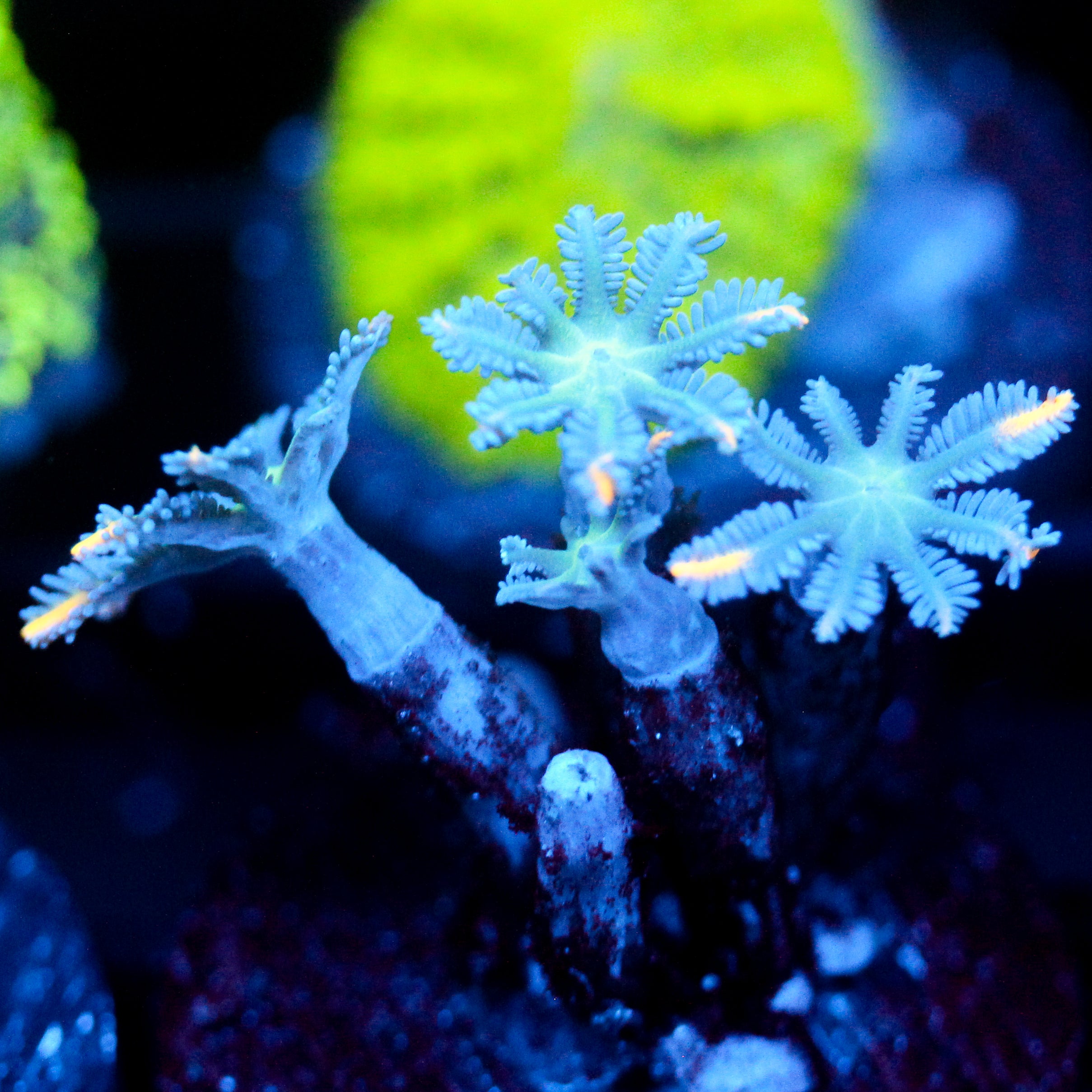 JC Orange Tip Clove Polyp