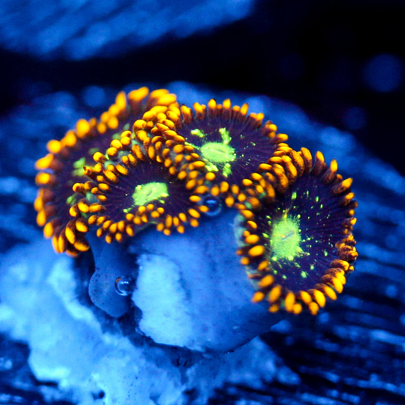 JC Dominator Zoanthid