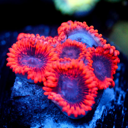 JC Utter Typhloshion Zoanthid
