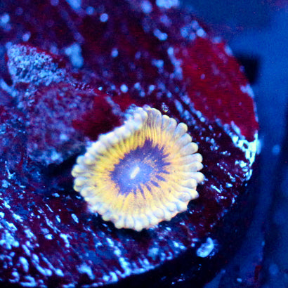 JC Plumb Pudding Zoanthid