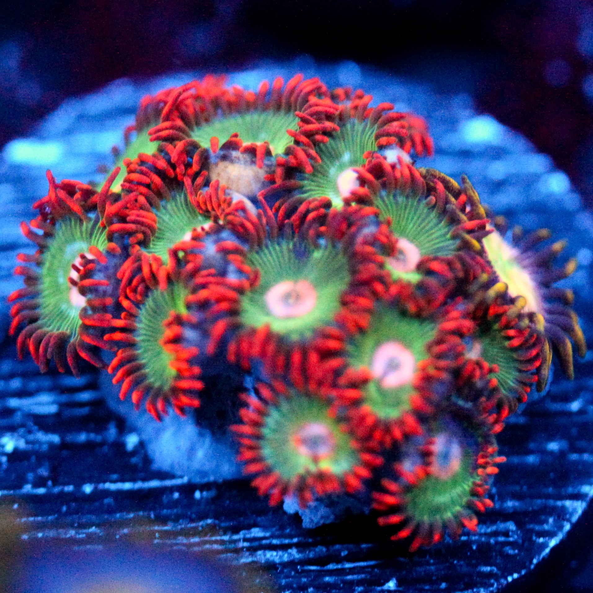 JC Gatorade Zoanthids