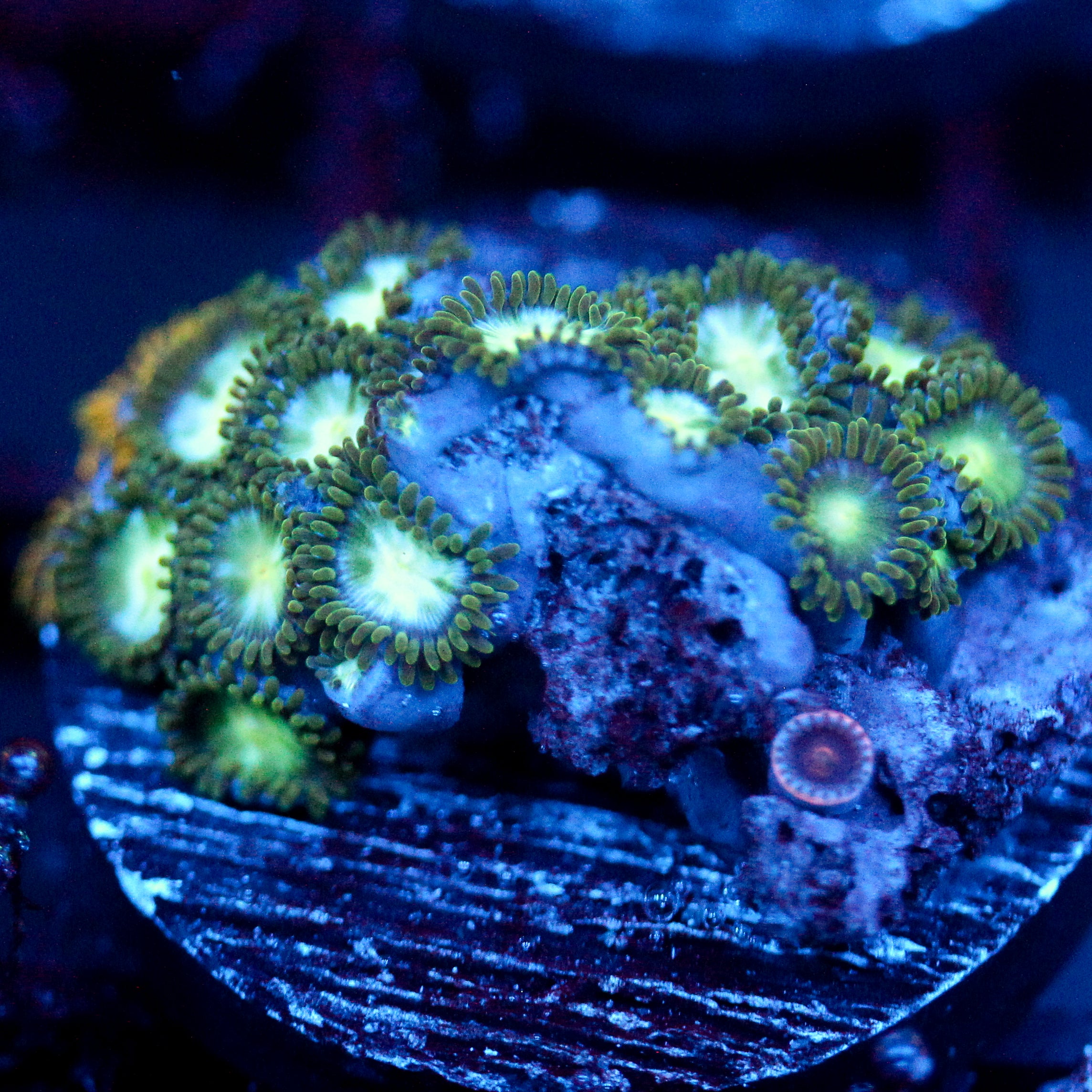 JC Beldum Zoanthid