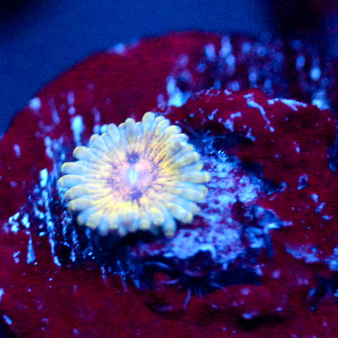 JC Oceanside Zoanthid