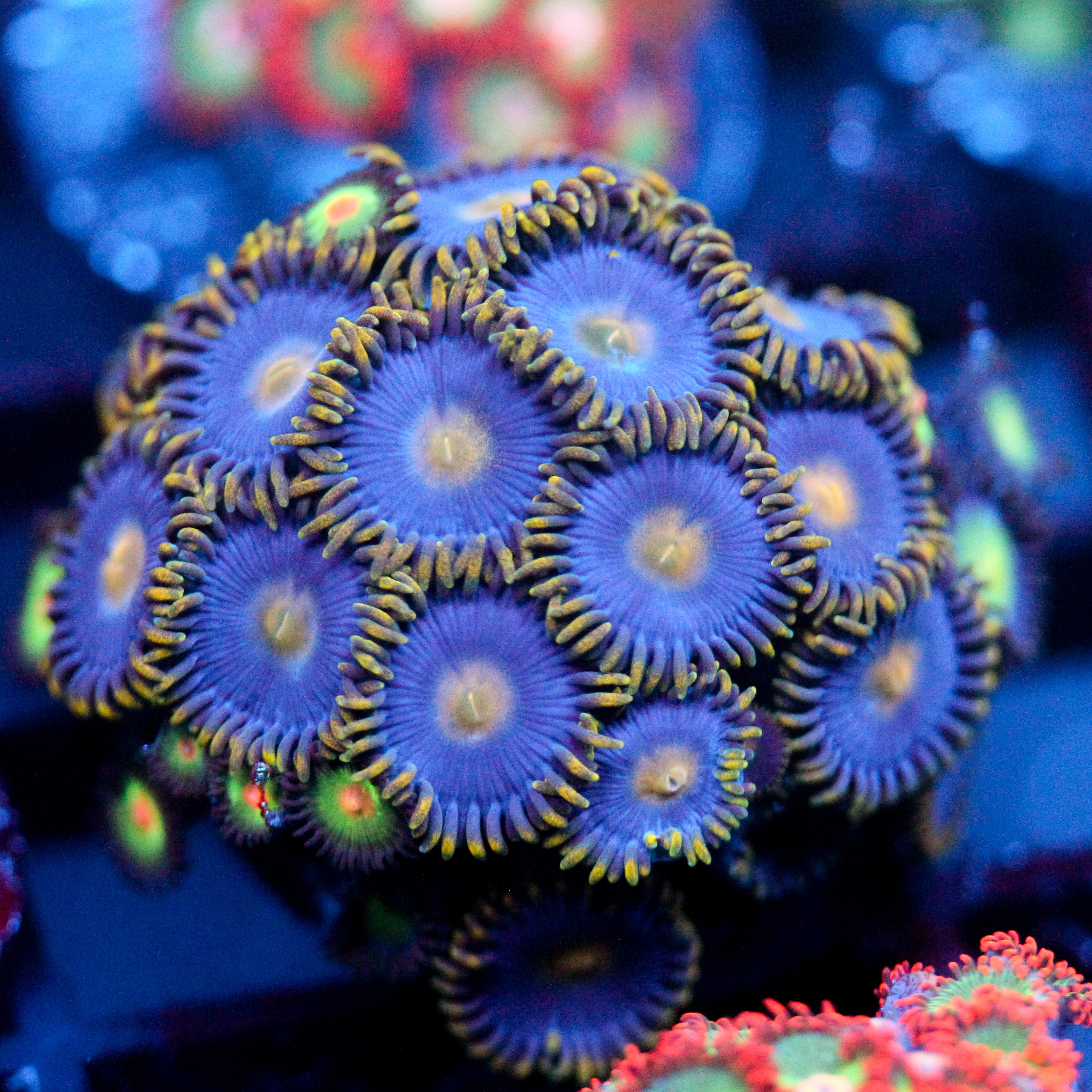 JC Gold Burst Zoanthid