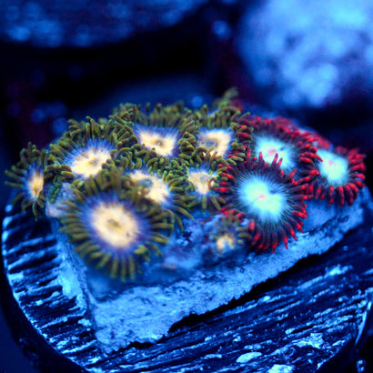 JC Tye Dye Reality Zoanthids