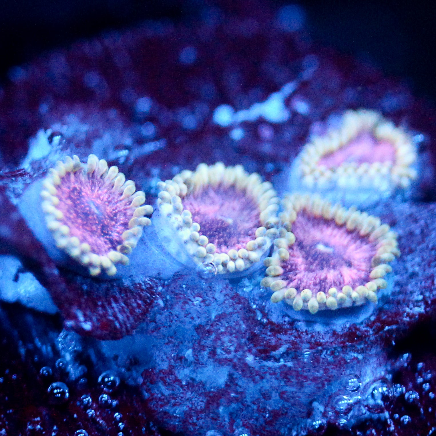 JC Pulsar Quartz Zoanthid