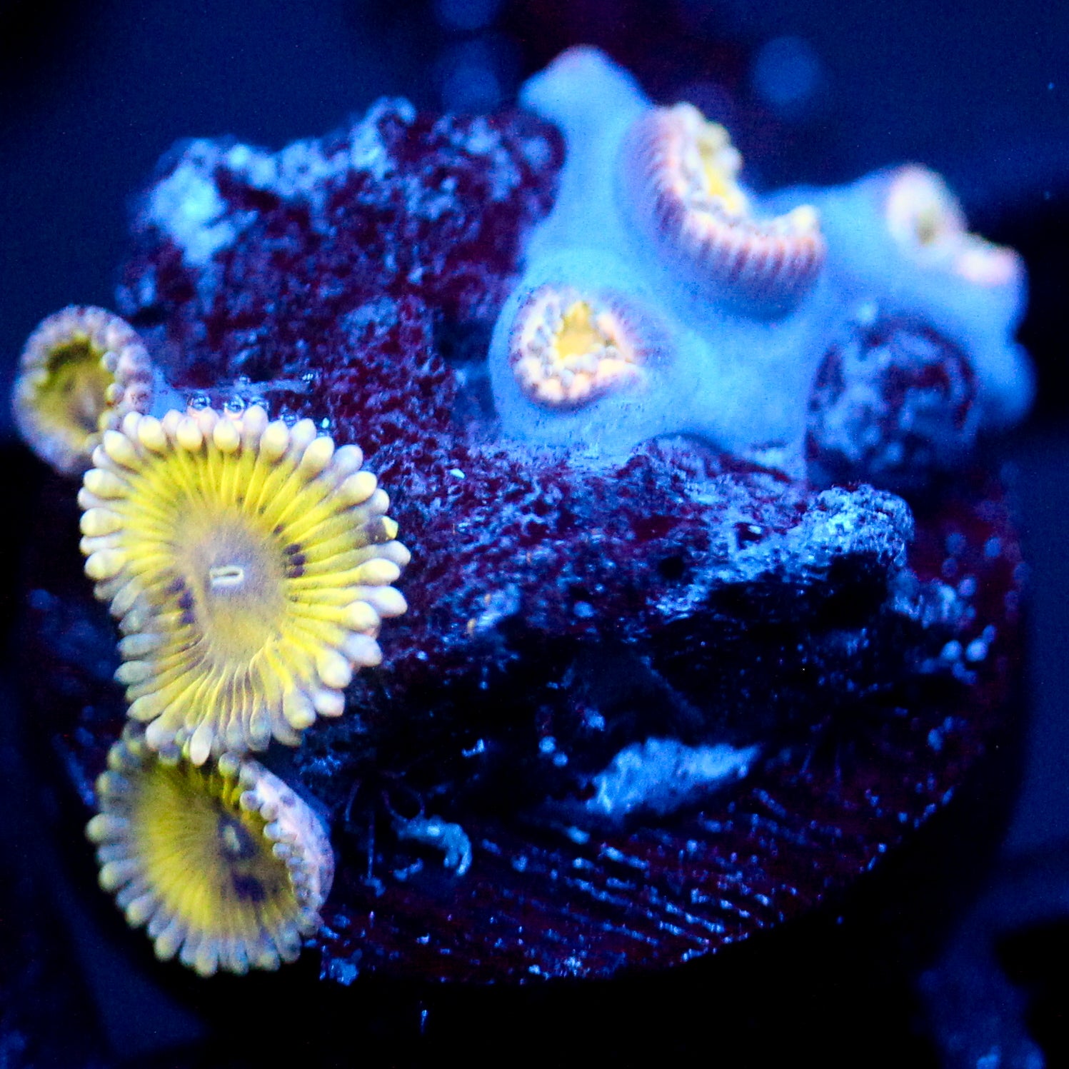 JC Lemon Head Zoanthid