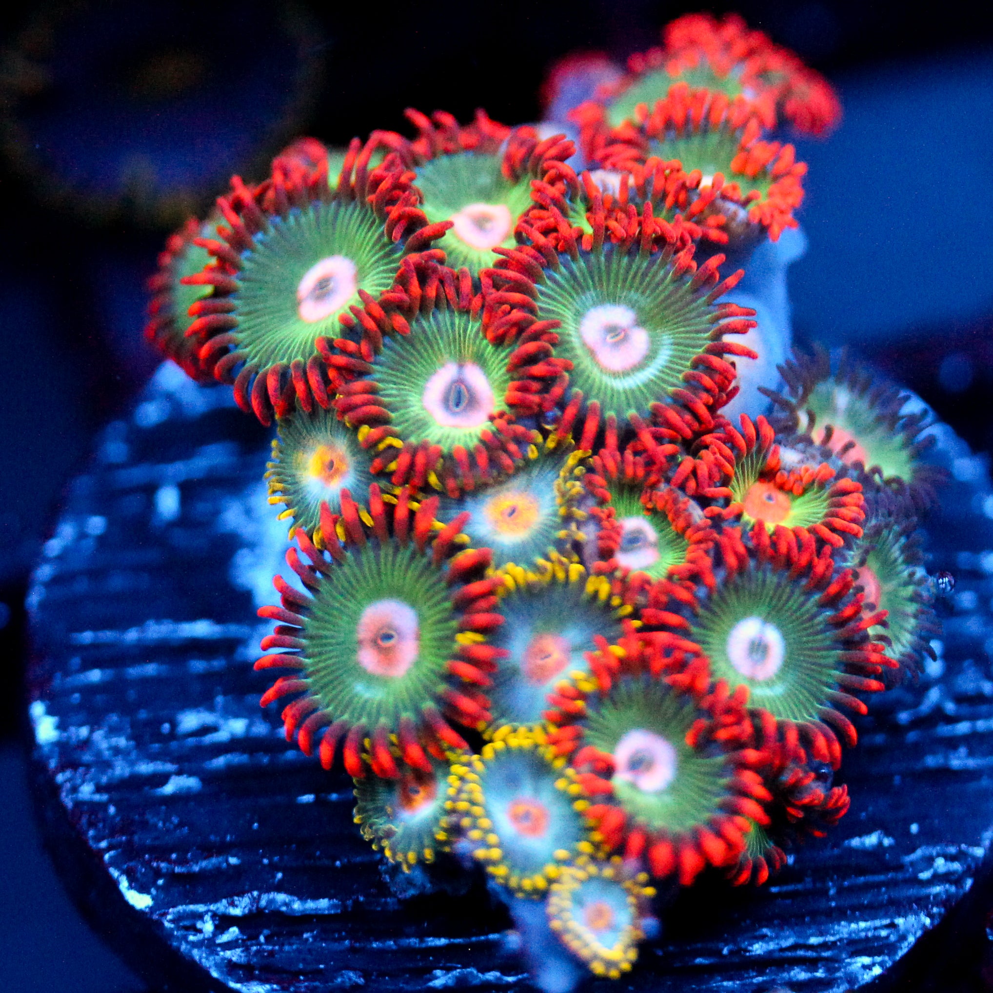 JC Gatorade Zoanthids Mix