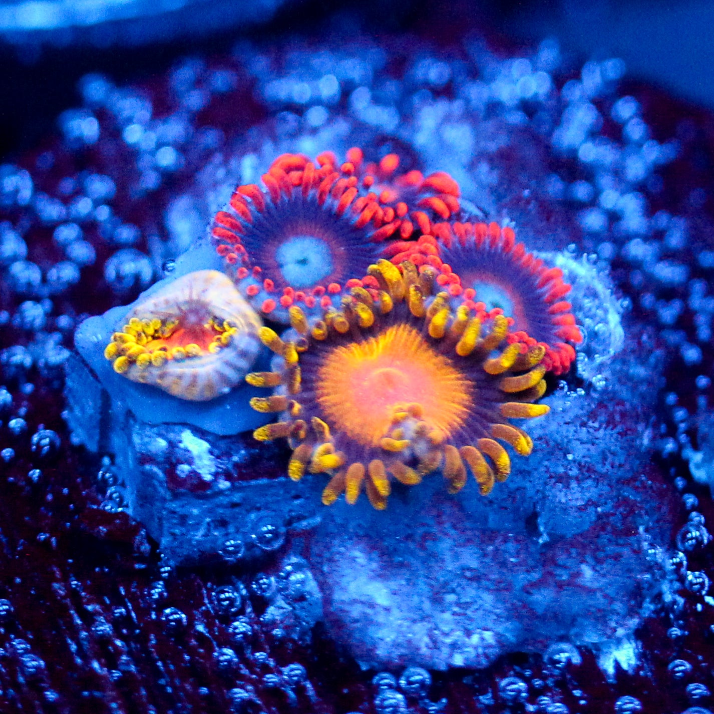 TSA Florida Orange Zoanthid