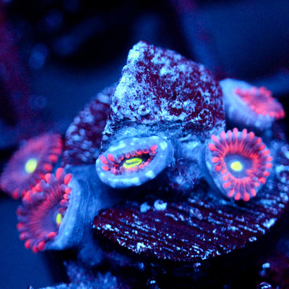 JC Purple People Eater Zoanthid