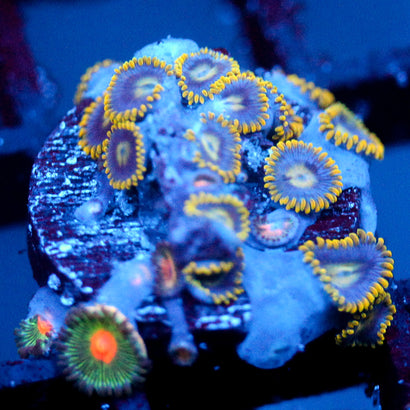 JC Golden Wonder Zoanthid