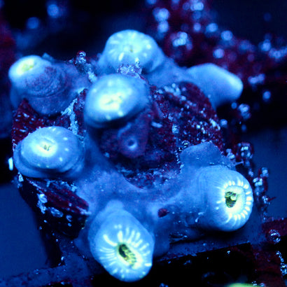 JC Hawaiian Ding Dang Zoanthid
