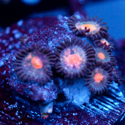 JC Plumb Insanity Zoanthid