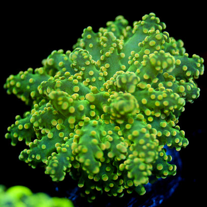JC Lime Slime Octo