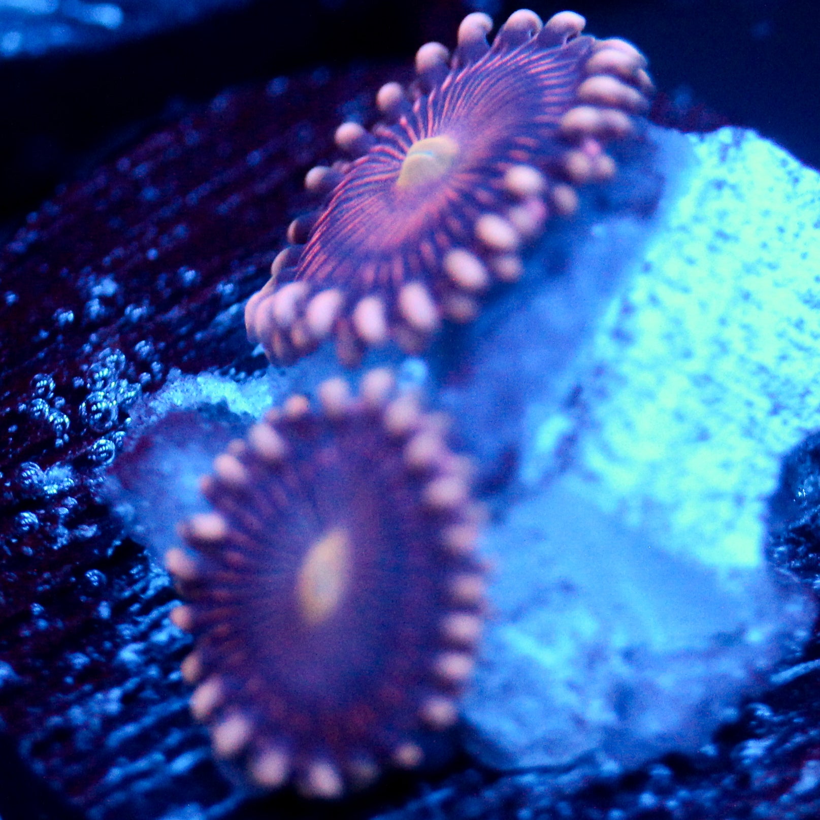 JC Purple Star Zoanthid