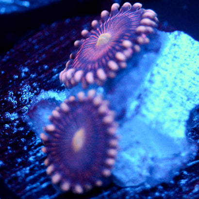 JC Purple Star Zoanthid