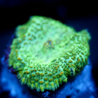 JC Mini Lush Biome Rhodactis