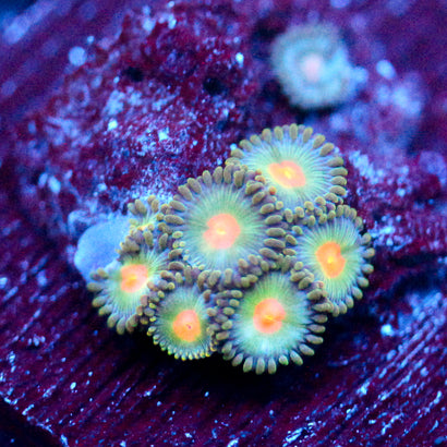 JC Brawler Zoanthid