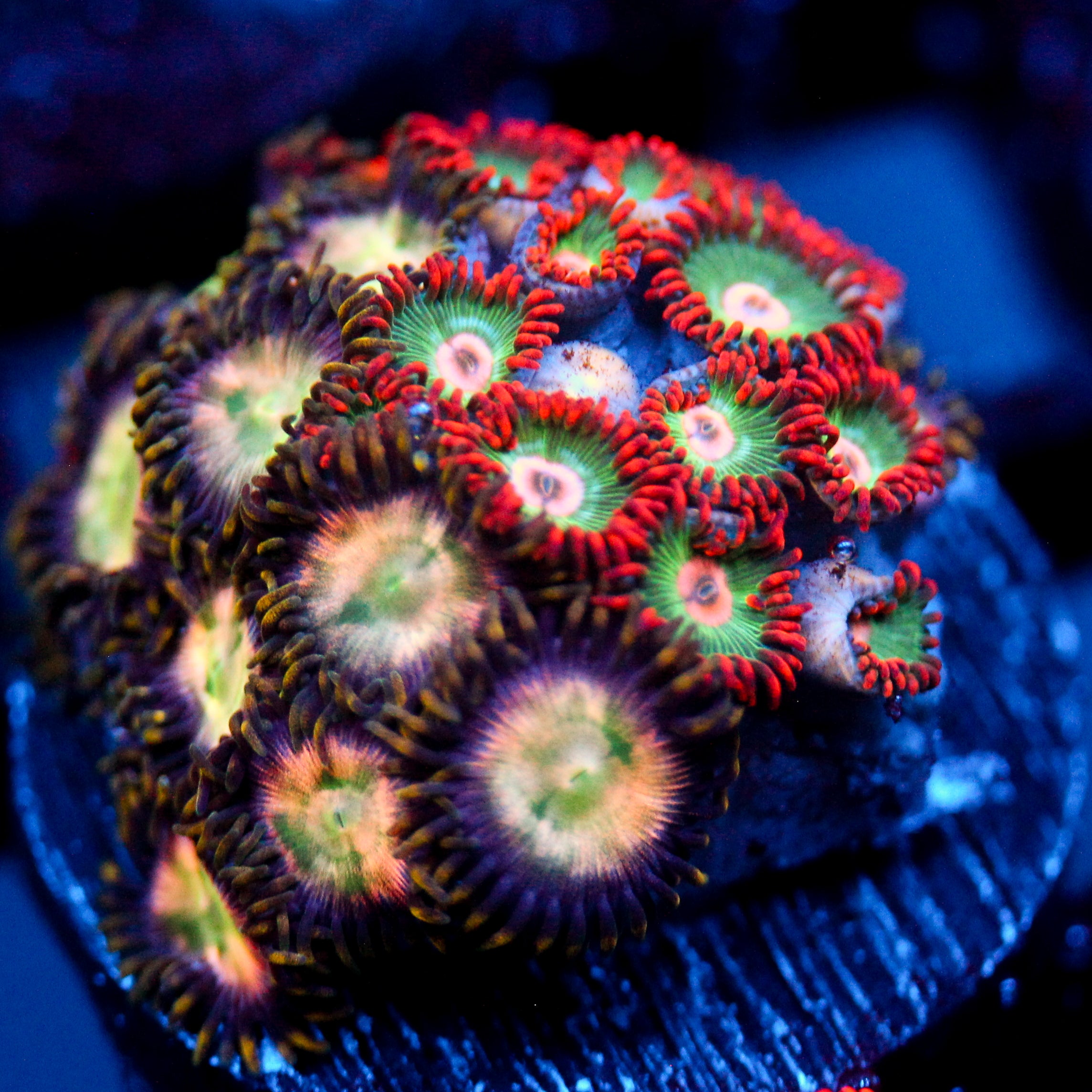 JC Zoa Garden Seed