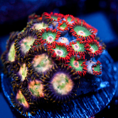JC Zoa Garden Seed