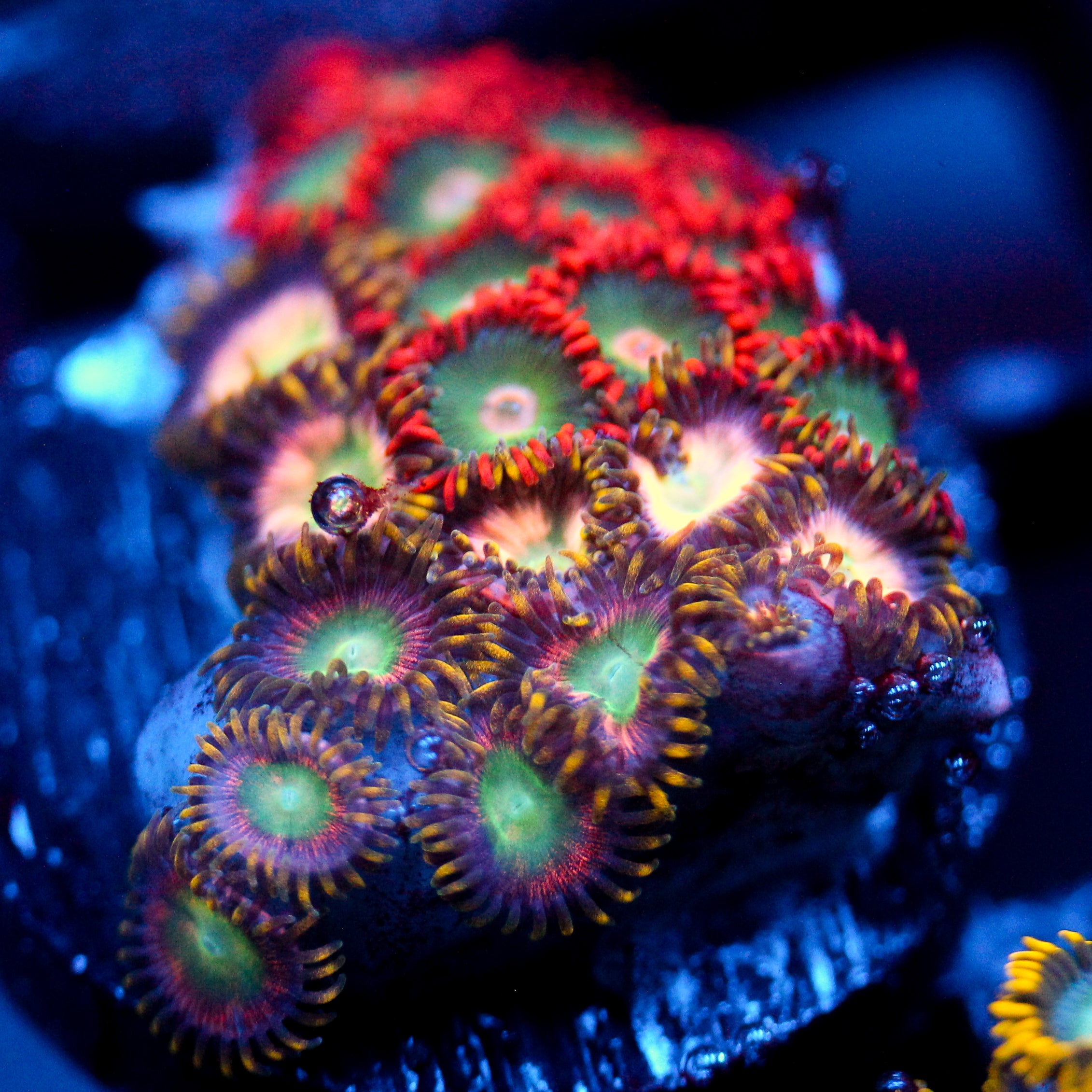 JC Zoa Garden Seed