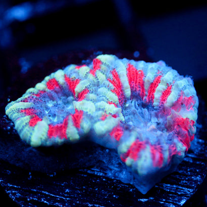 JC Tiger Acan