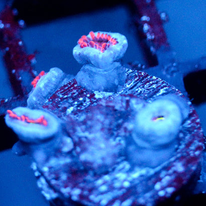 JC Red Racer Zoanthid