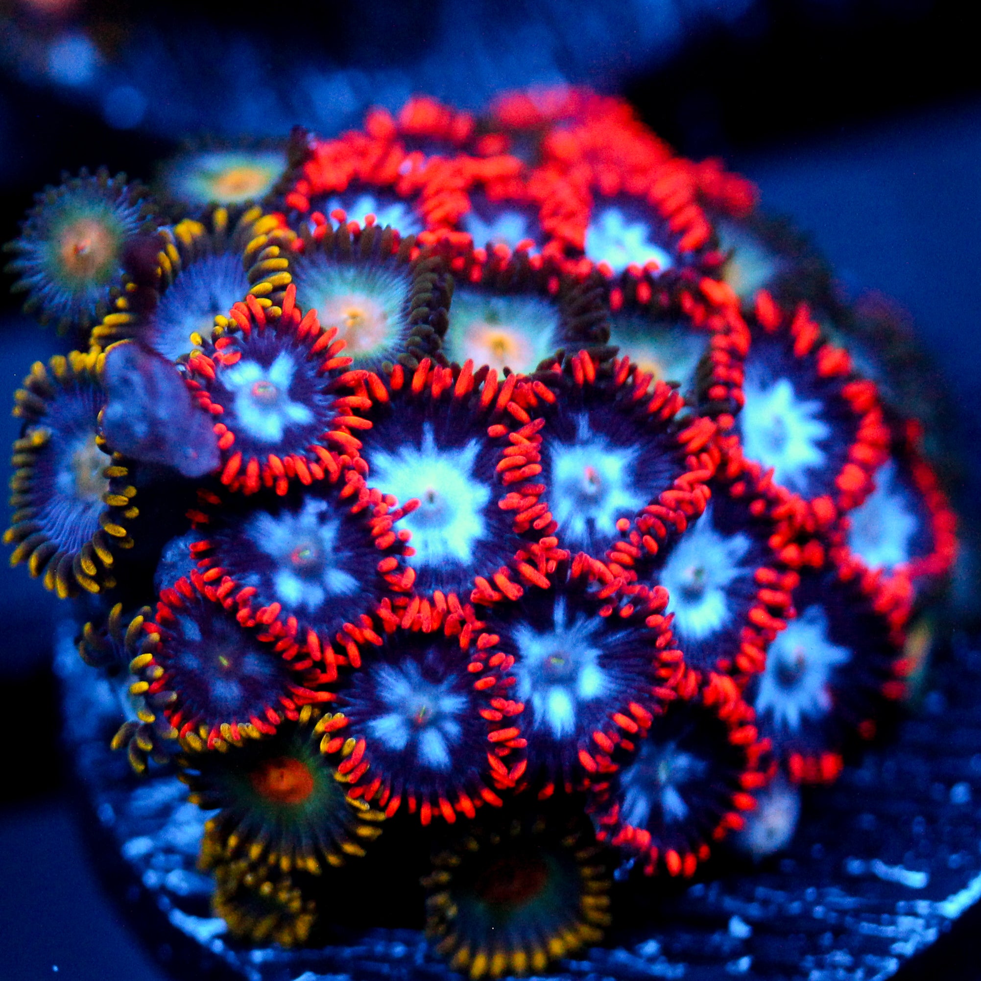 JC Edge of Reality Zoanthid Mix