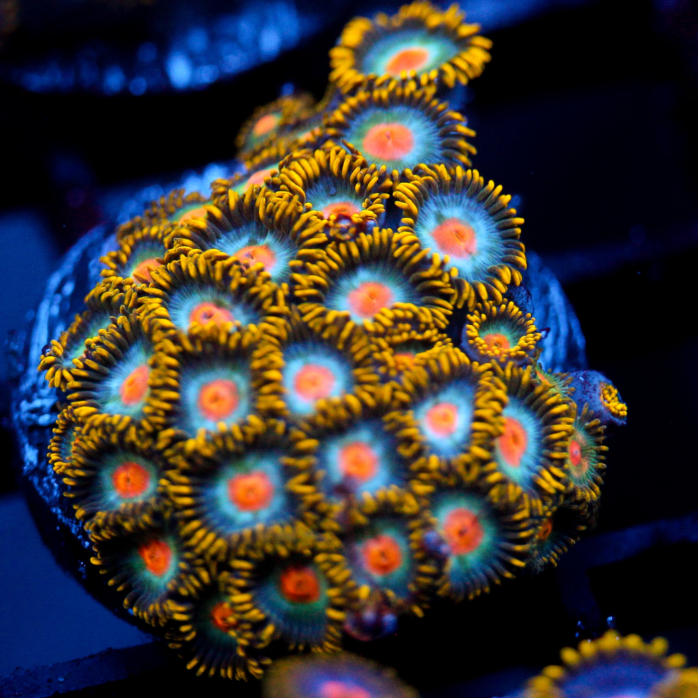 JC Saturn Zoanthid