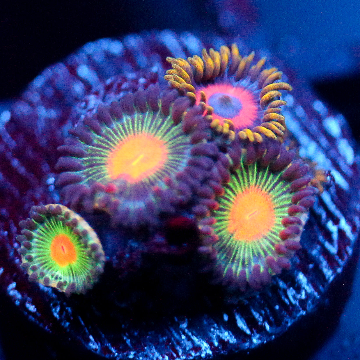 JC Alien Blood Zoanthid Mix