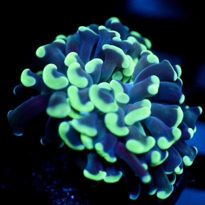 JC Blue Bouquet Hammer