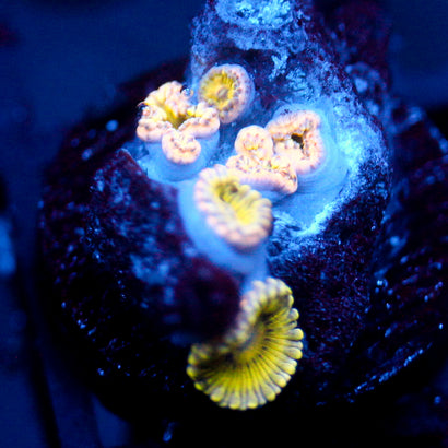 JC Pink Seam Zoanthid