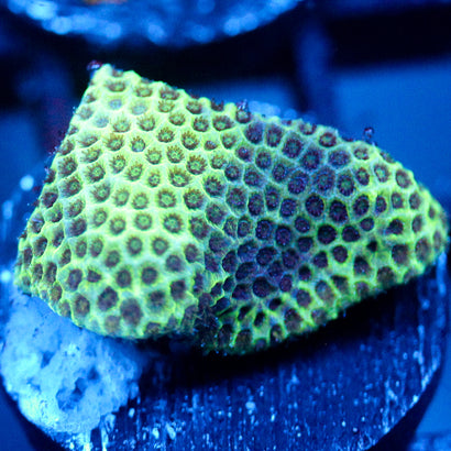 JC Poroites Coral