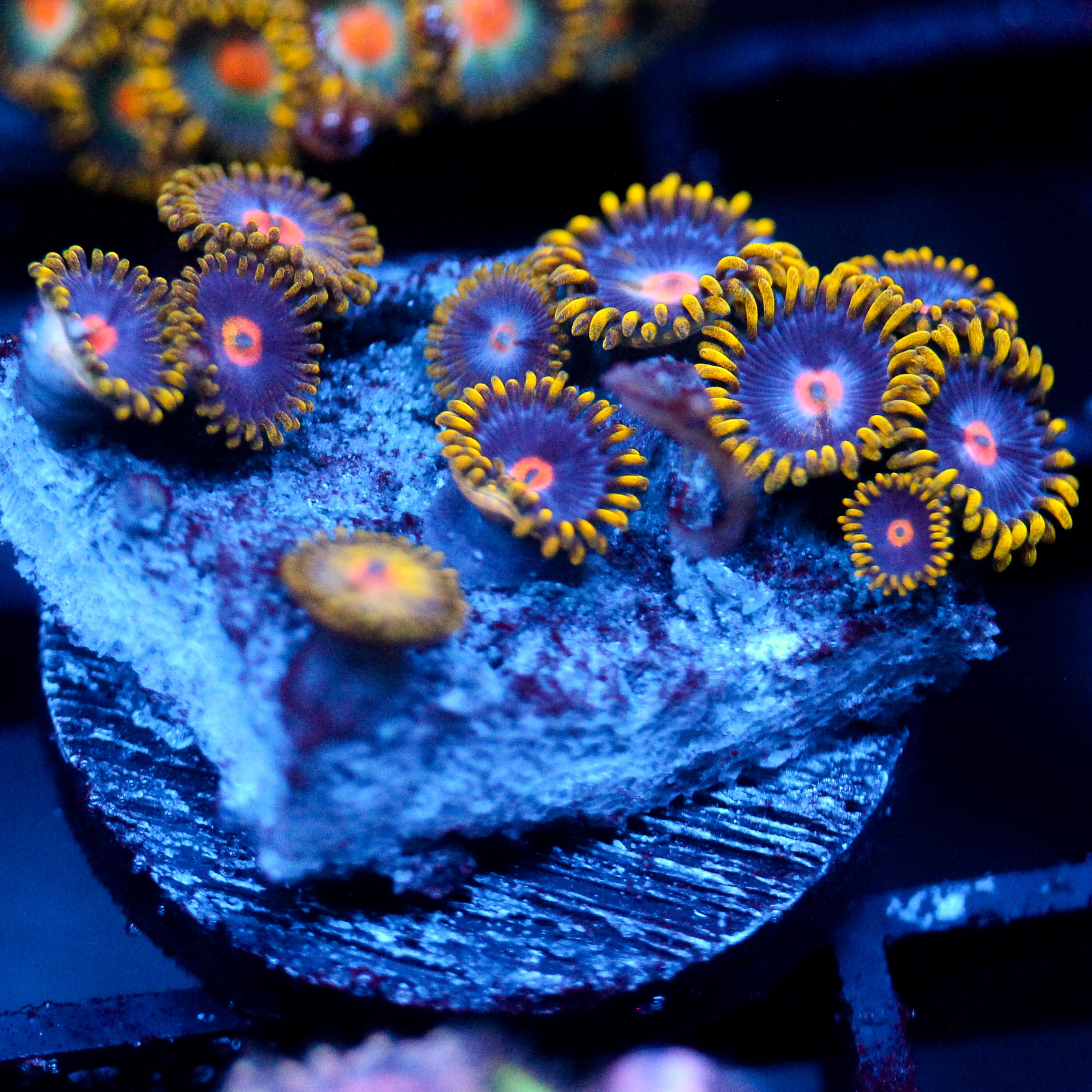 JC Dancer Zoanthid