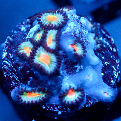 JC Blue Raven Zoanthid