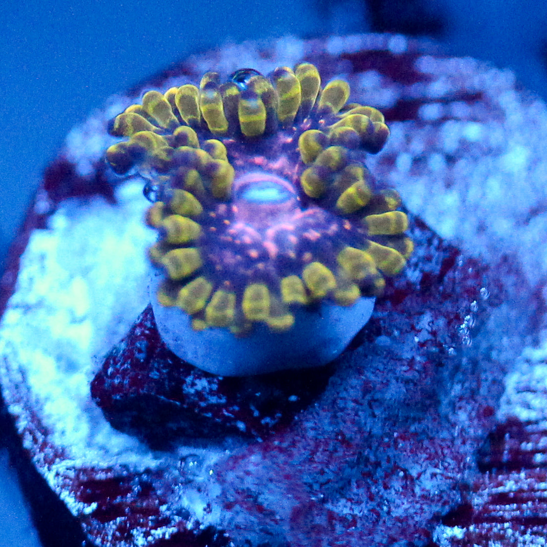 JC Purple Monster Zoanthid