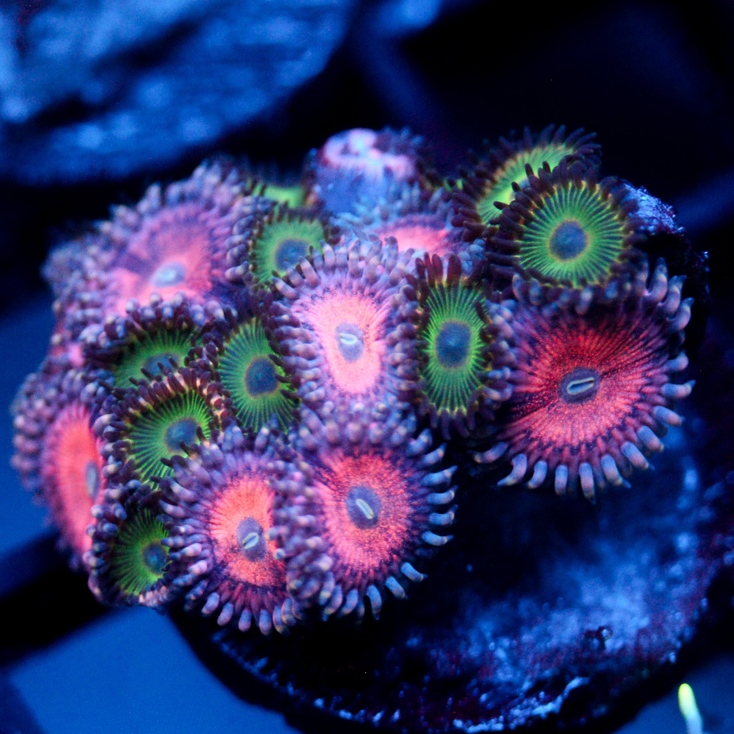 JC Pink Insanity Zoanthid Mix